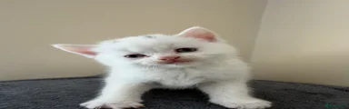 Kitten 5
