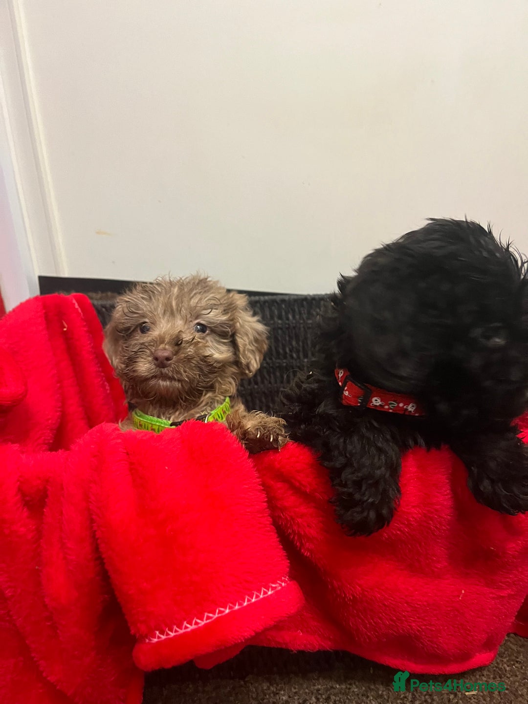 Sproodle dogs for sale: 7 beautiful sproodle puppies  - Advert 4