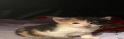 Mixed Breed cats for sale: Kittens  in Greenhithe - Advert 6