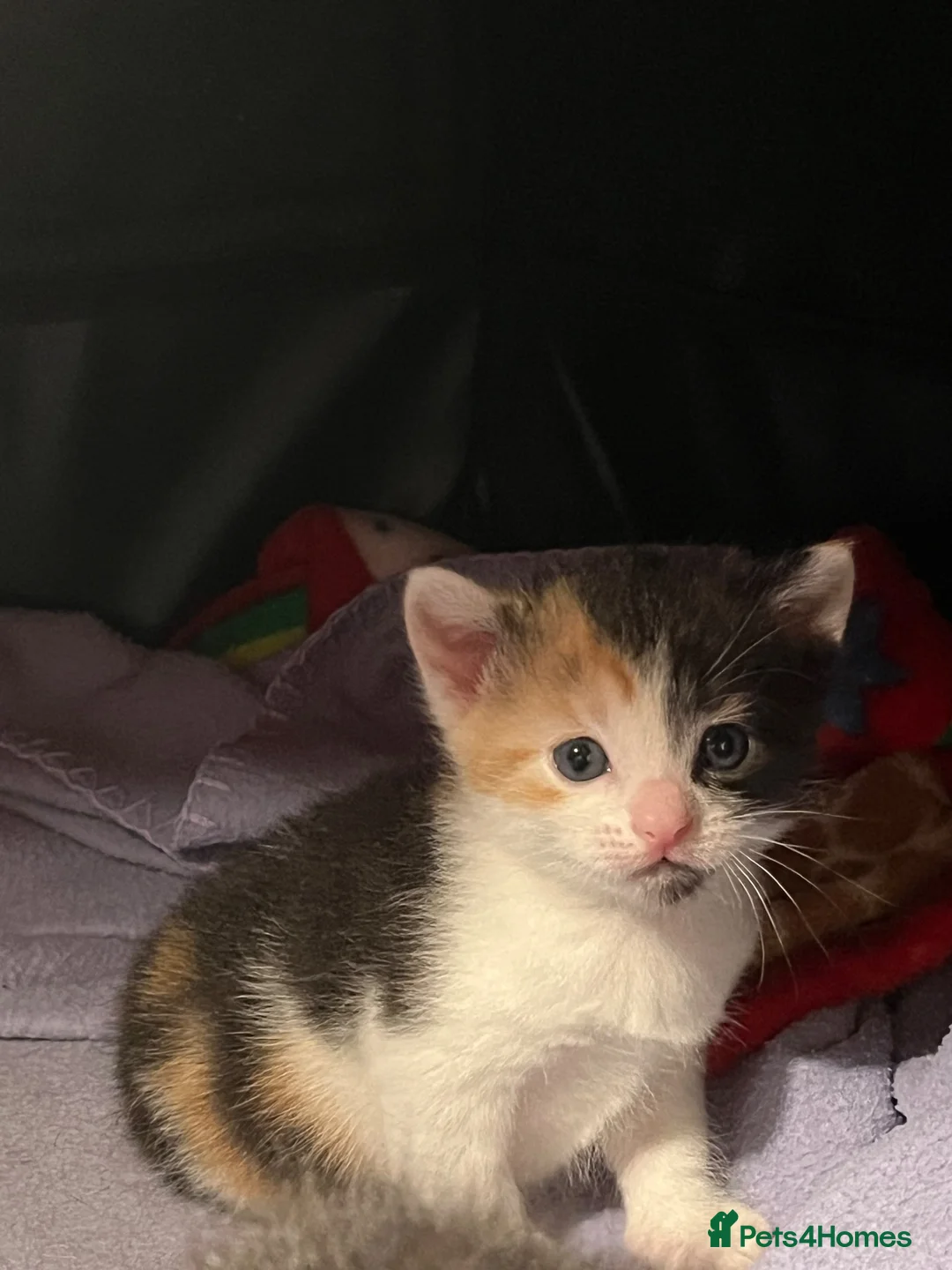 Mixed Breed cats for sale: Kittens  in Greenhithe - Advert 6