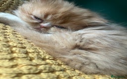 Persian cats for sale: Persian kittens  - Image 4
