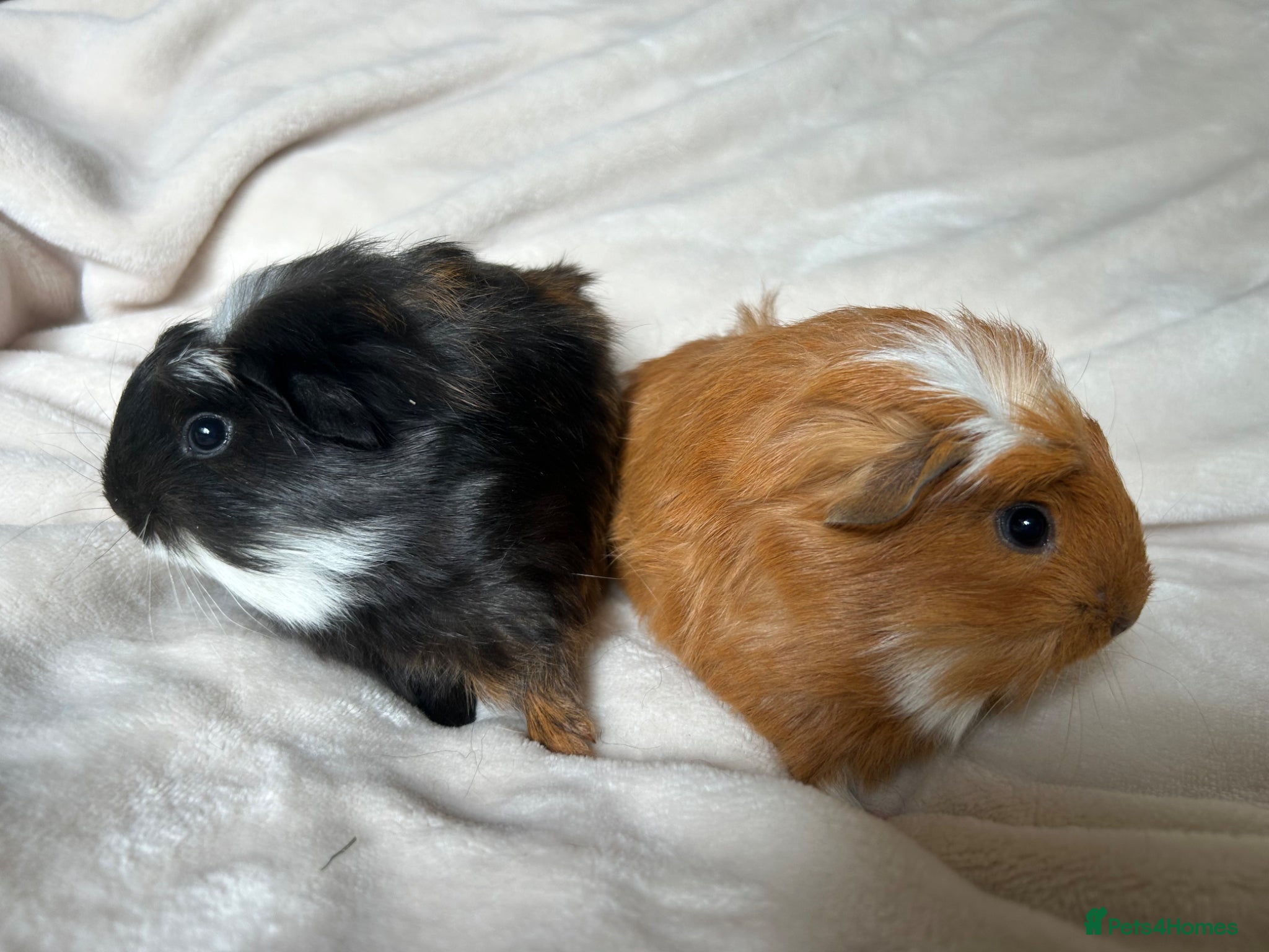 Guinea Pig rodents for sale: Baby Guinea pigs  - Advert 14