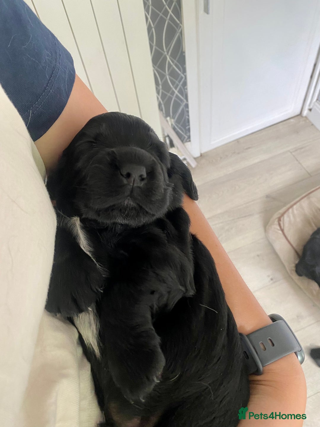 Cocker Spaniel dogs for sale: Sky's beautiful cocker spaniel puppies- 1 boy left - Image 3