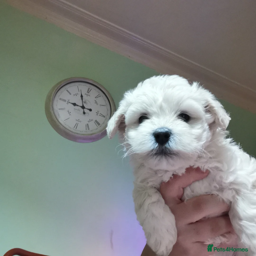 Bichon Frise dogs for sale: 3 beautifuls puppy Bichon Maltese - Advert 5