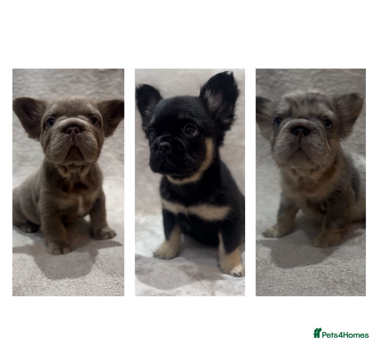 French Bulldog dogs RARE FLUFFY FRENCHIES! LAST 3 LEFT!!!! - Advert 11