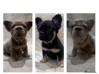 French Bulldog dogs RARE FLUFFY FRENCHIES! LAST 3 LEFT!!!! - Advert 11
