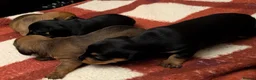 Mixed Breed dogs for sale: Adorable 3/4 Dachshund and 1/4 Chihuahua Chiweenie in Portsmouth - Advert 8