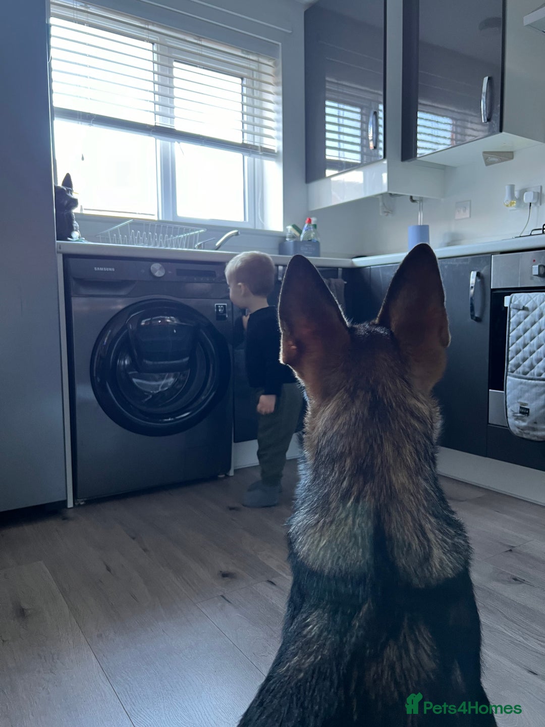 German Shepherd dogs for sale: Female German Shepherd - working line - Advert 31