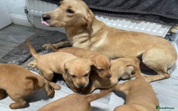 Mixed Breed dogs for sale: Labrador X Hungarian Vizsla  - Image 1