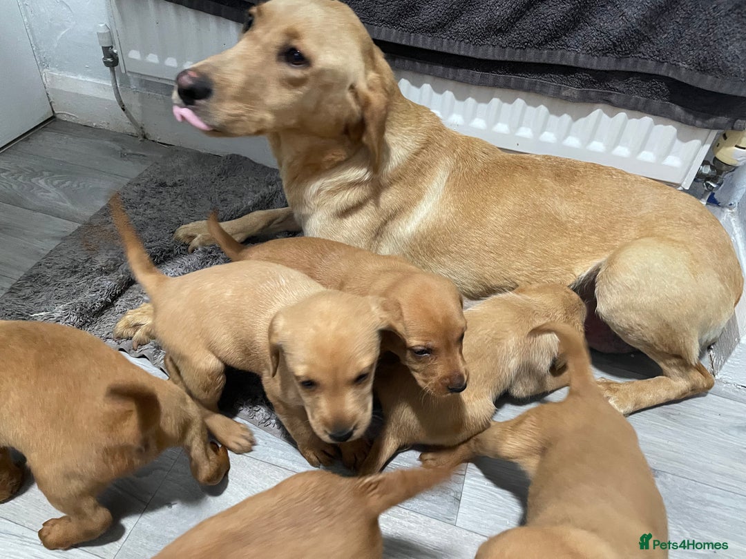 Mixed Breed dogs for sale: Labrador X Hungarian Vizsla  - Image 1