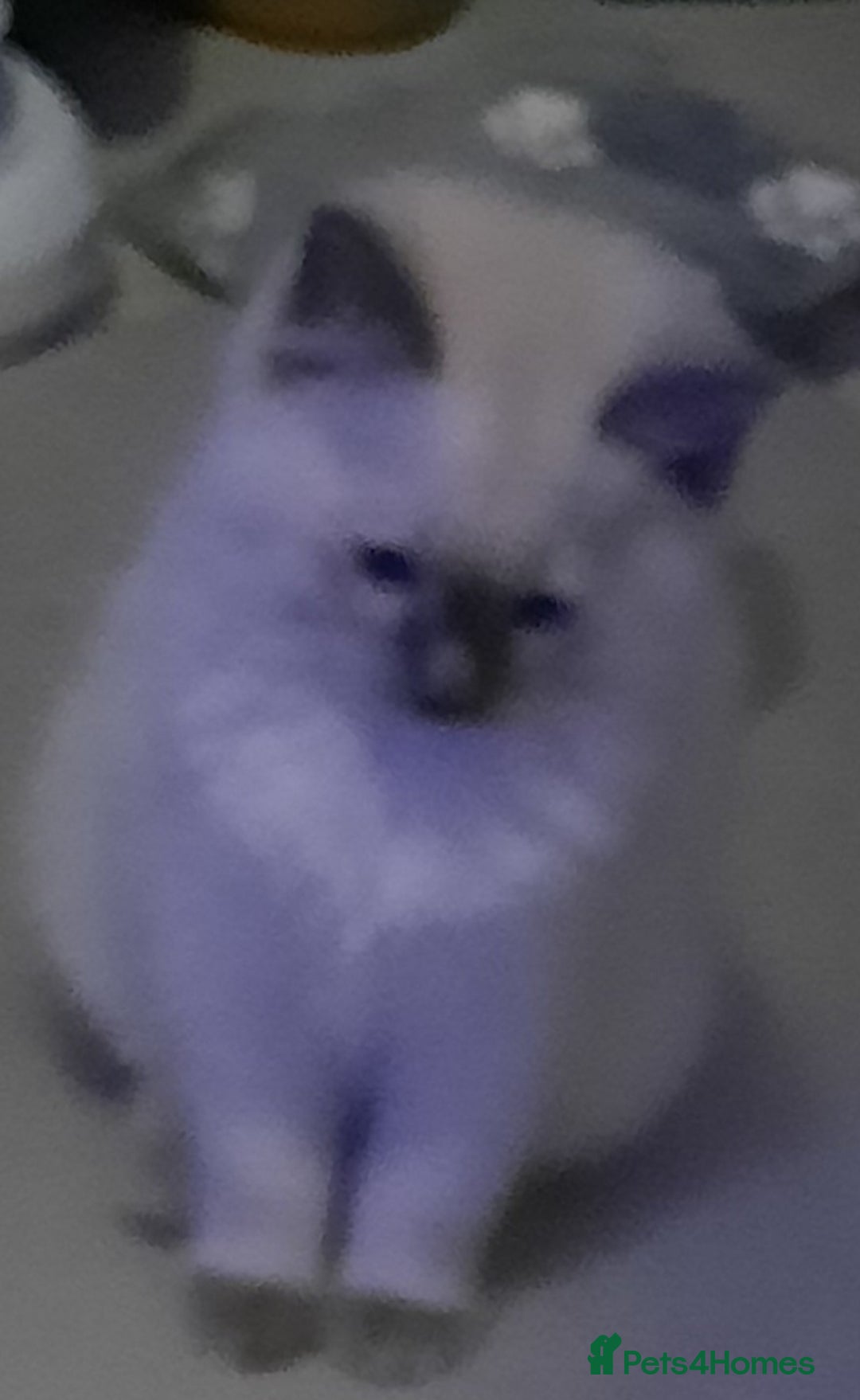 Ragdoll cats for sale:  loved Ragdoll kittens Full Breed - Image 18