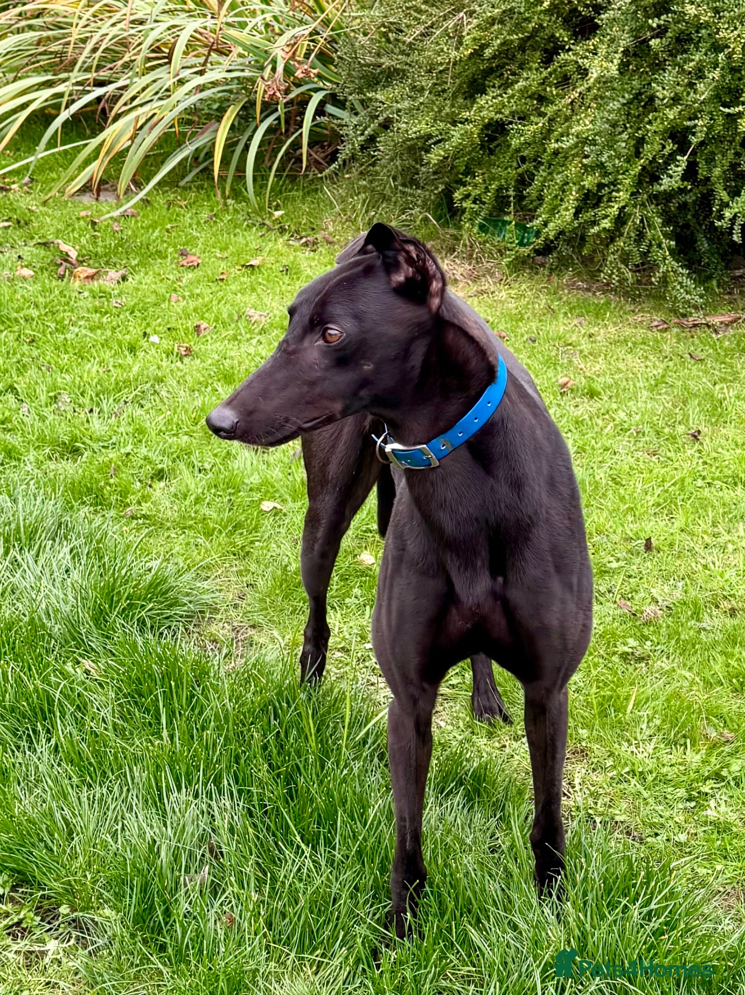 Greyhound dogs 4 y/o Gentle greyhound looking for pet free home - Advert 5