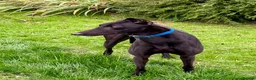 Greyhound dogs for sale: 4 y/o Gentle greyhound looking for pet free home - Advert 1