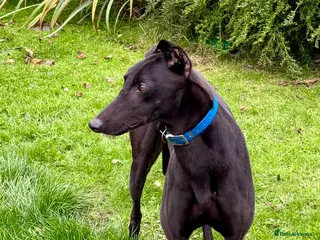 Greyhound dogs 4 y/o Gentle greyhound looking for pet free home - Advert 2