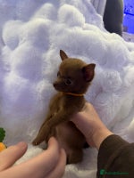 Pomchi dogs - Advert 12