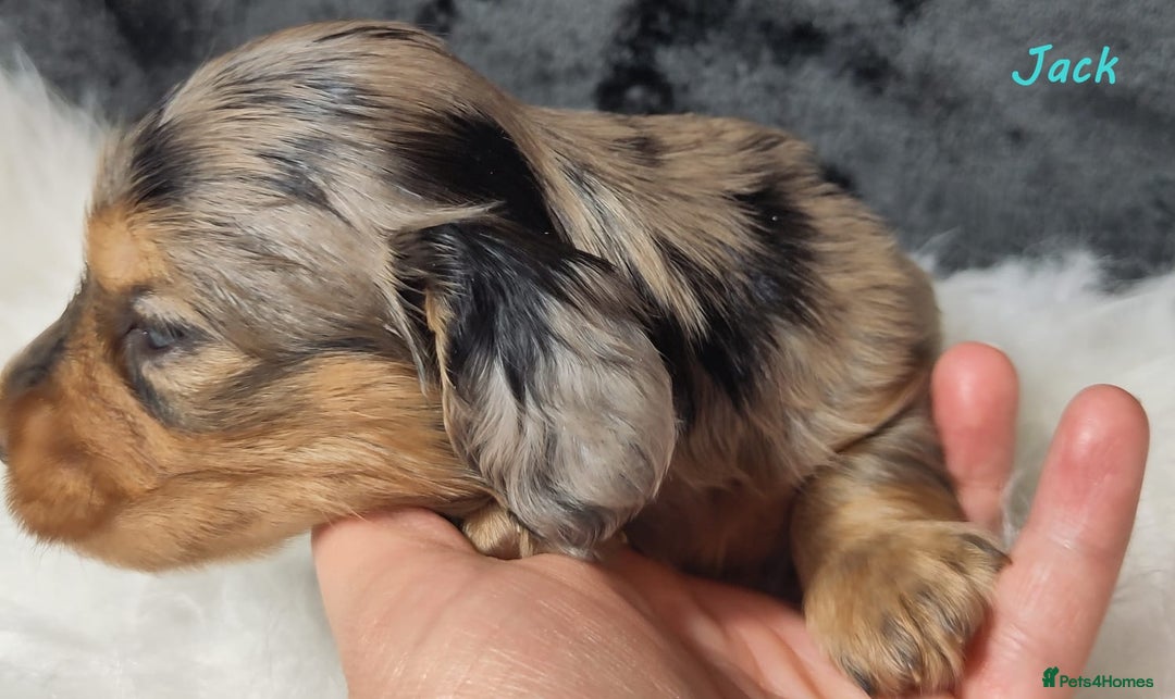 Miniature Dachshund dogs for sale: KC Health tested Licensed breeder 12 years exp - Image 14