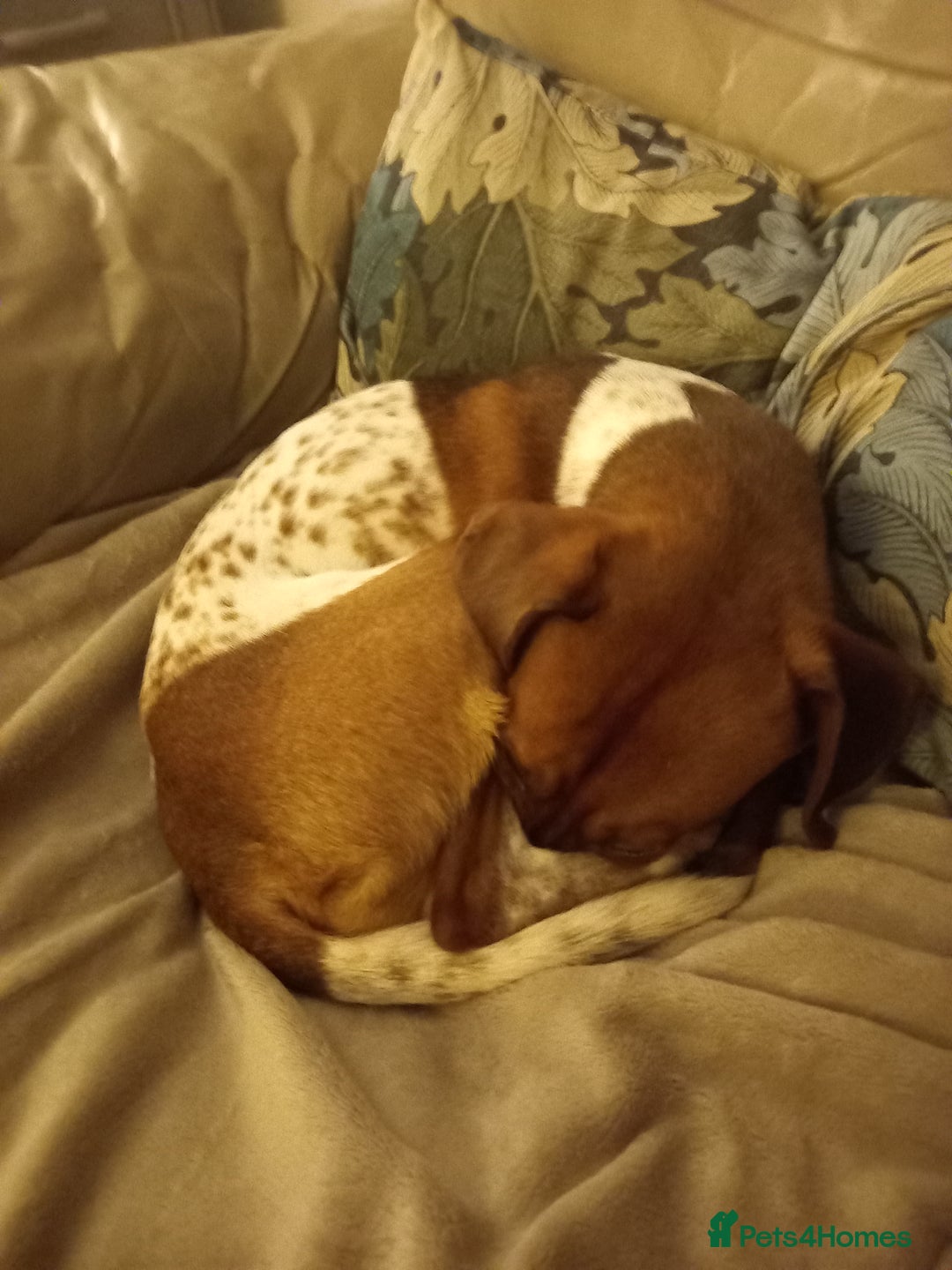 Mixed Breed dogs for sale: Jack Russell cross, male - Advert 2