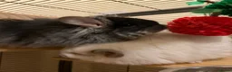 Chinchilla rodents for sale: Two RPA female Chinchillas - Advert 9