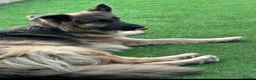 German Shepherd dogs for sale: Stunning German Shepherd Puppies for Sale! - Advert 4