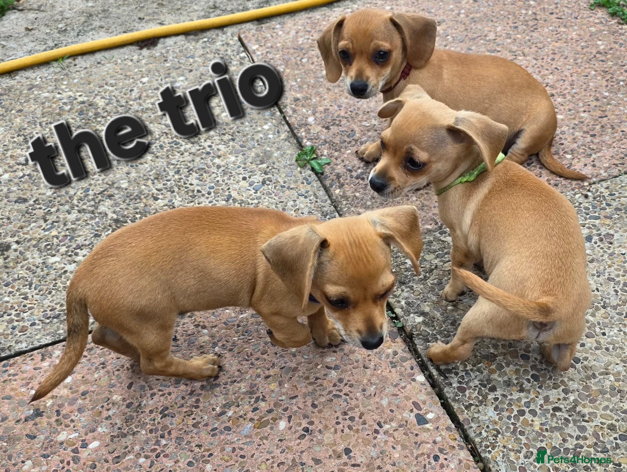 Chiweenie dogs Minature Daschund and Chihuahua Mix - Advert 14