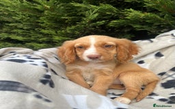 Cocker Spaniel dogs for sale: Five beautiful cocker spaniels - Image 4
