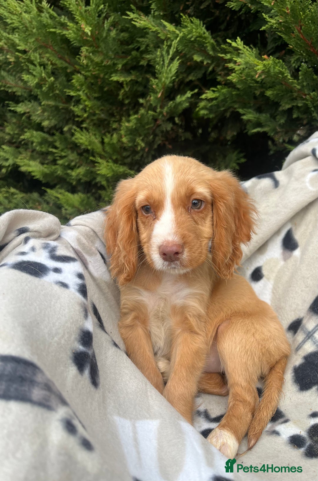 Cocker Spaniel dogs for sale: Five beautiful cocker spaniels - Image 4