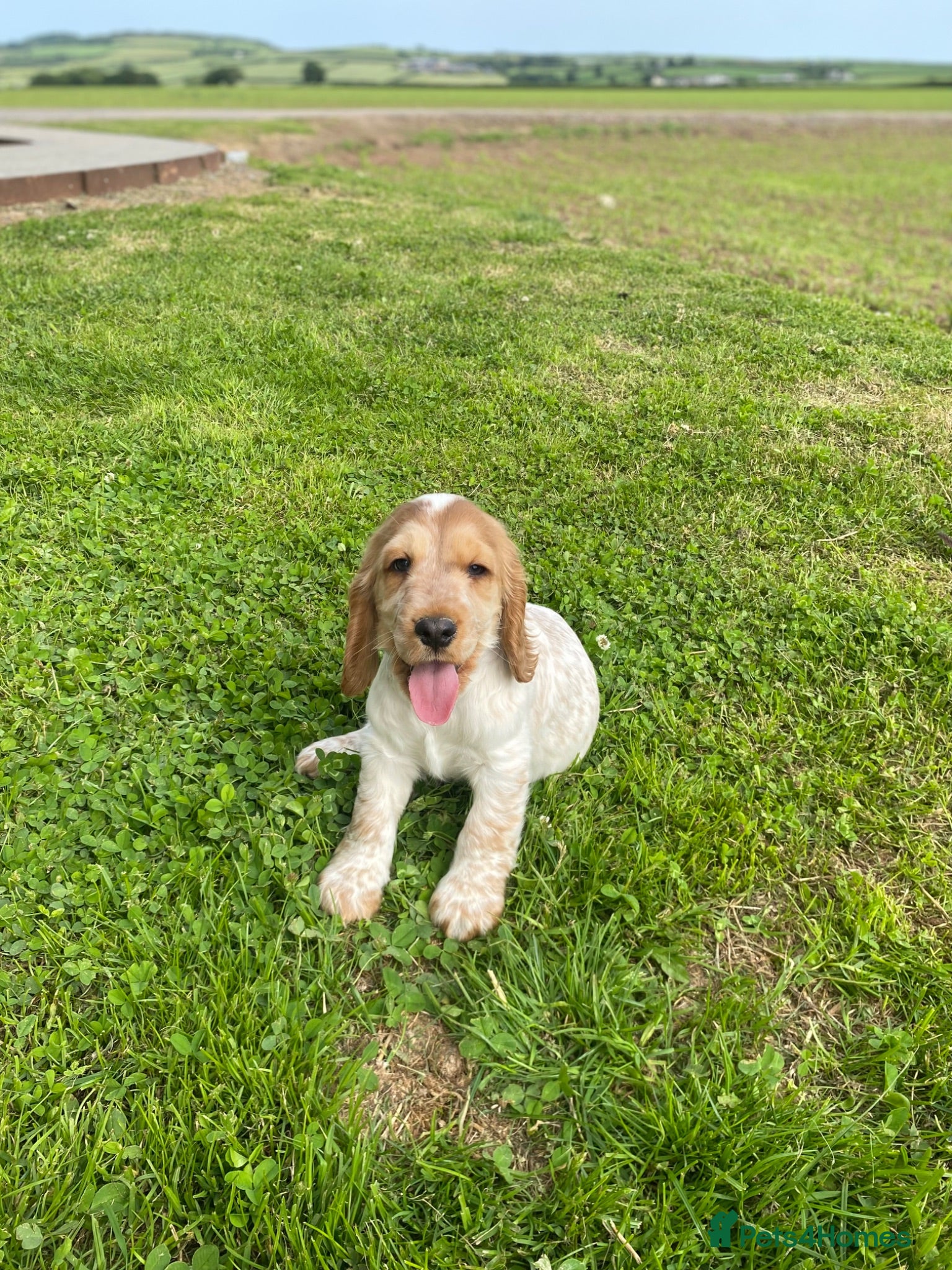 Cocker Spaniel dogs 💚1male Showtype cockerKC+Healthtested parents.   - Advert 1