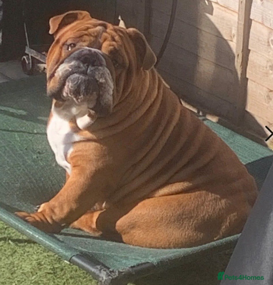 English Bulldog dogs Ready to leave in 2weeks - Advert 2