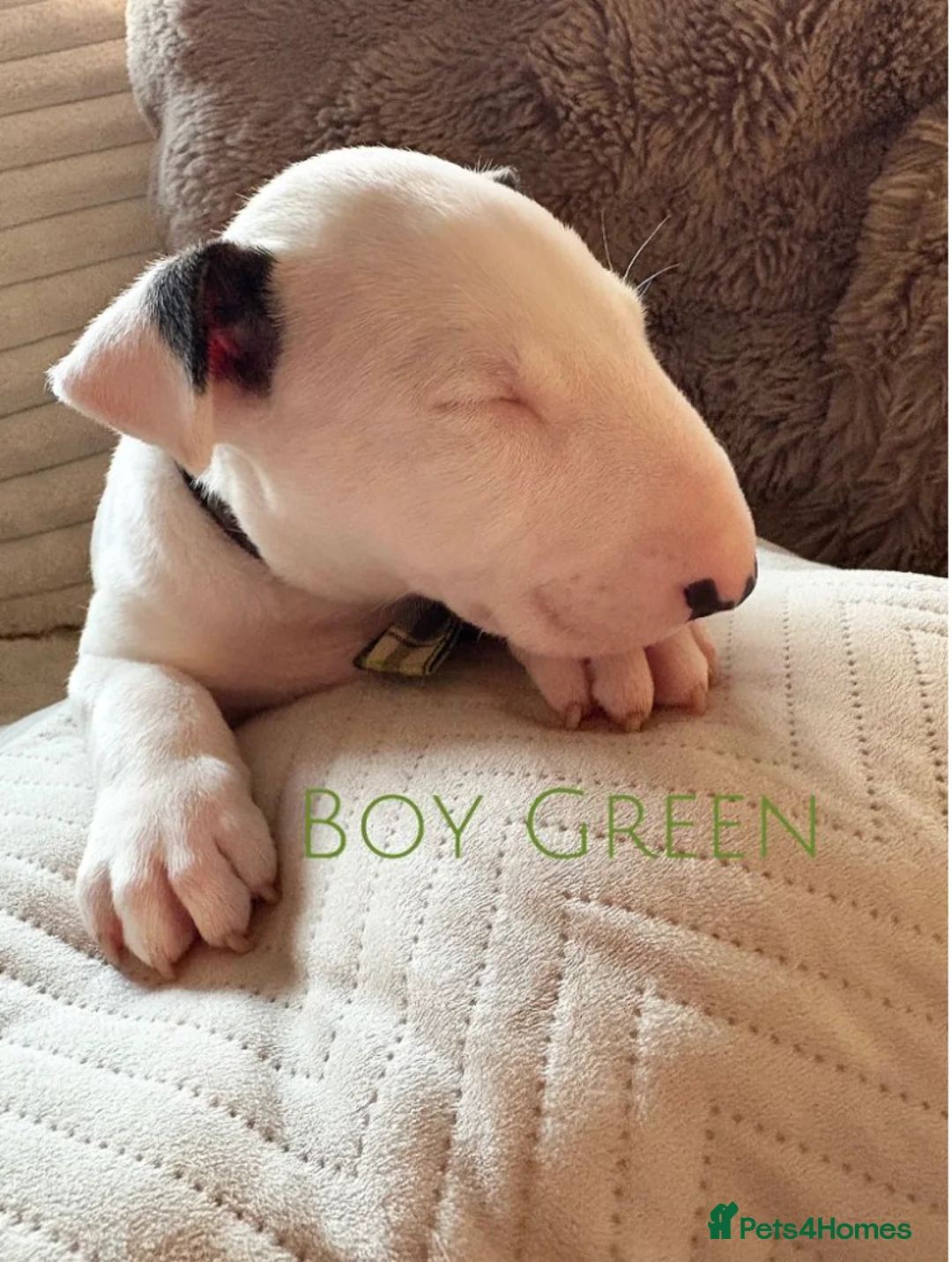English Bull Terrier dogs for sale: Beautiful English Terrier Puppies Available  in Chigwell - Advert 6