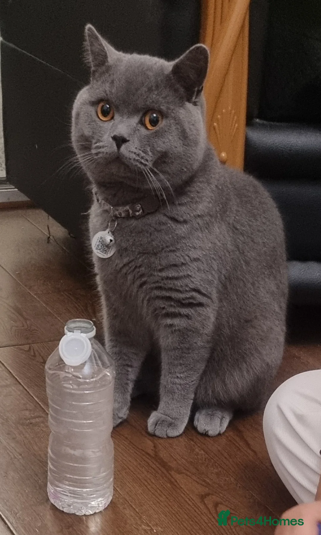 British Shorthair cats for sale: British Short Hair kitten  - Advert 1