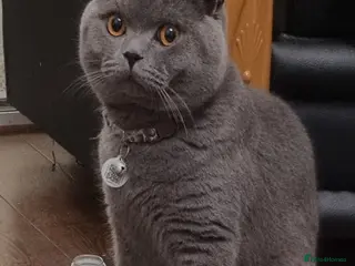 British Shorthair cats British Short Hair kitten - Advert 1