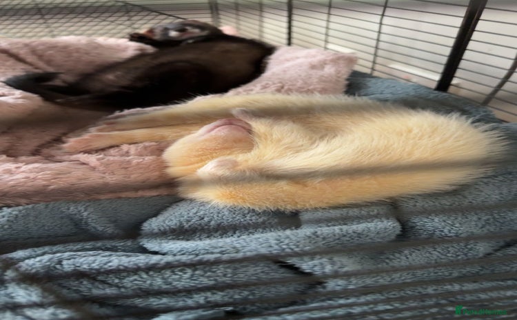 Ferret rodents - Advert 3