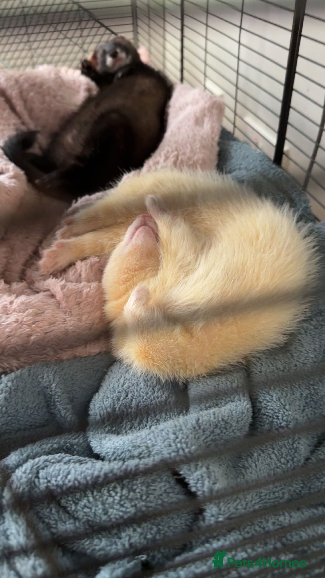 Ferret rodents for sale: Two ferret kits 15-17 weeks - Image 1