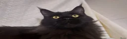 Maine Coon cats for sale: Pure Maine Coons Kittens For Sale - Advert 21