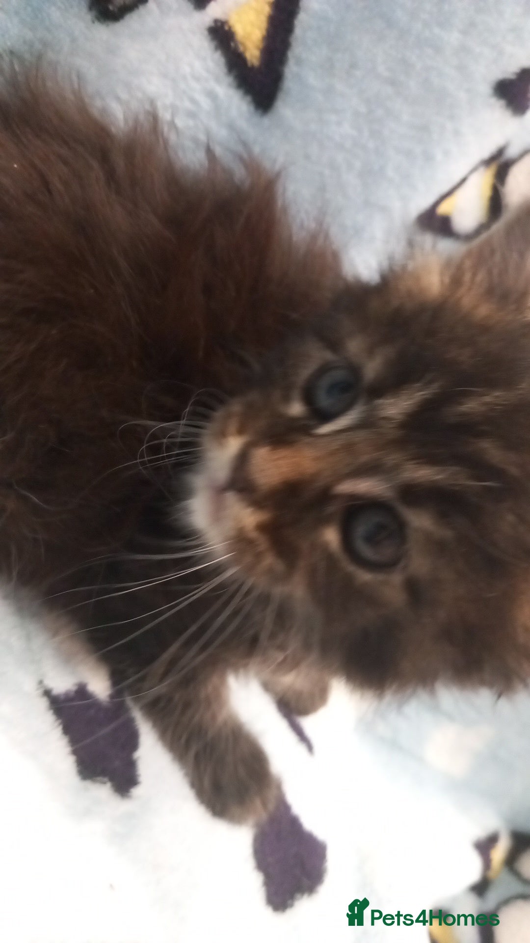 Maine Coon cats for sale: Beautiful Maine Coon kittens  - Advert 4