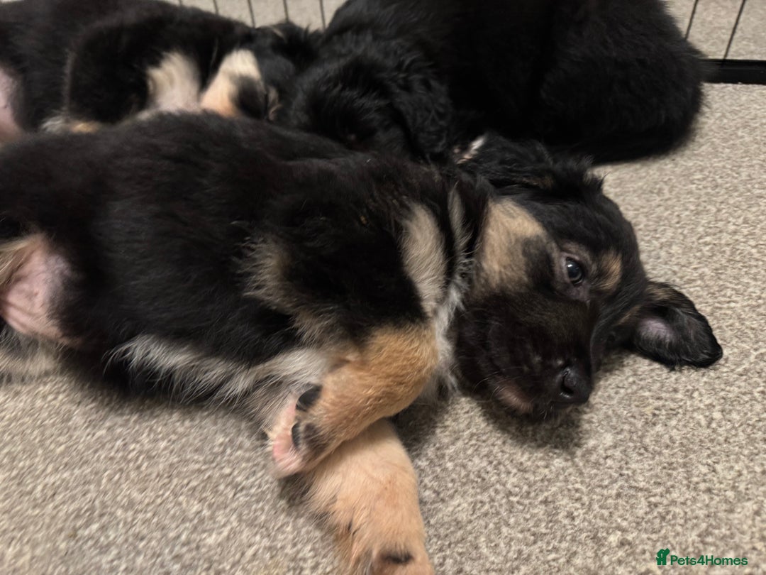 Mixed Breed dogs for sale: 🐾 Golden Retriever × Border Collie Puppies - Advert 7