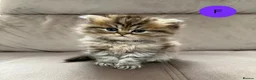 Persian cats for sale: Beautiful fluffy Persian kittens, PKD clear - Advert 2