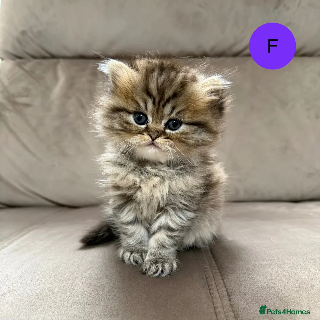 Persian cats for sale: Beautiful fluffy Persian kittens, PKD clear - Advert 2