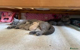 British Shorthair cats for sale: 🐾 GCCF Registered British longhair  Kittens ✨ - Image 4