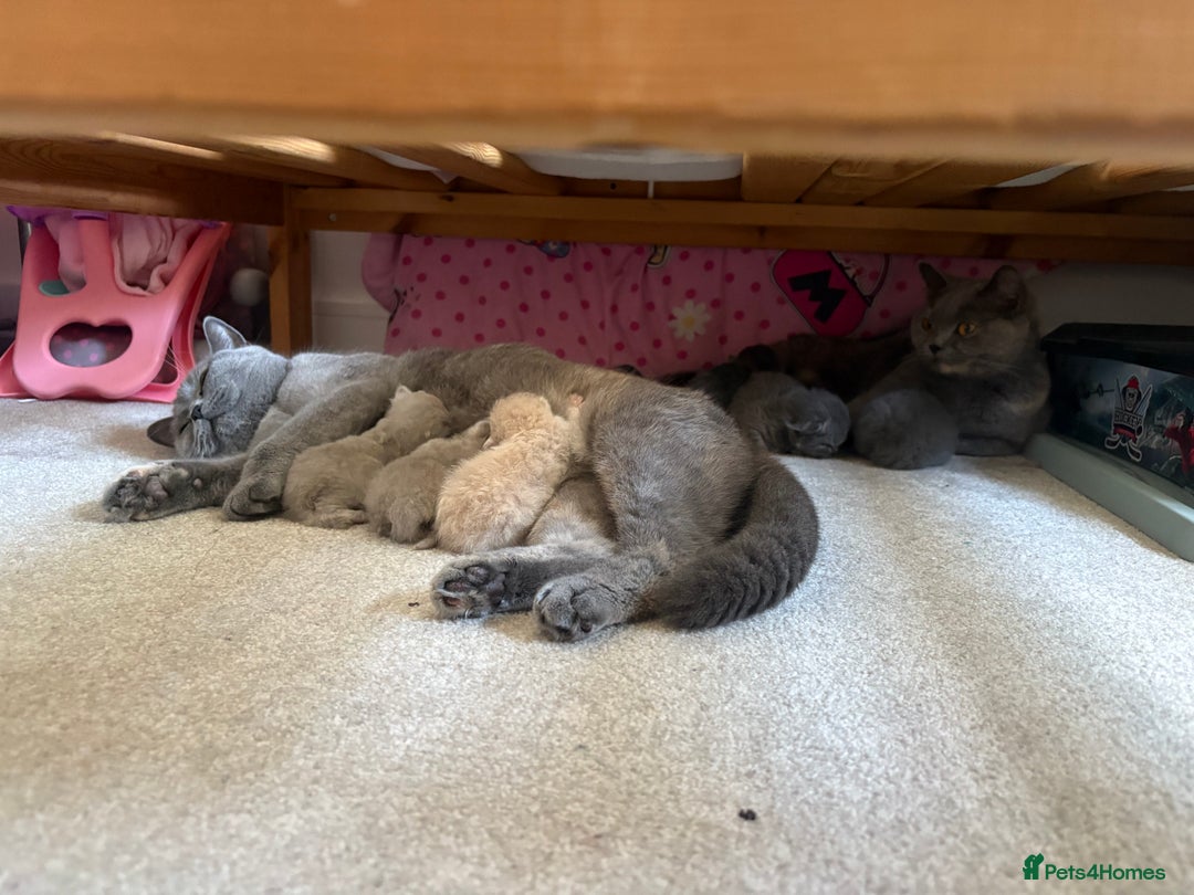 British Shorthair cats for sale: 🐾 GCCF Registered British longhair  Kittens ✨ - Image 4