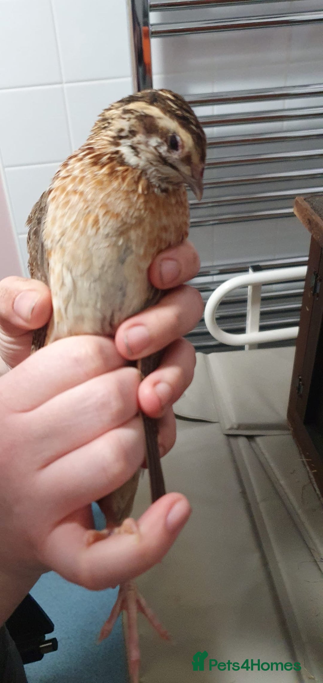 Quail poultry for sale: Quails for rehoming - Image 5