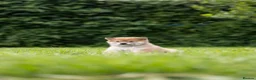 Japanese Shiba Inu dogs for sale: READY NOW Elite Japanese Shiba Inu puppies. - Advert 5