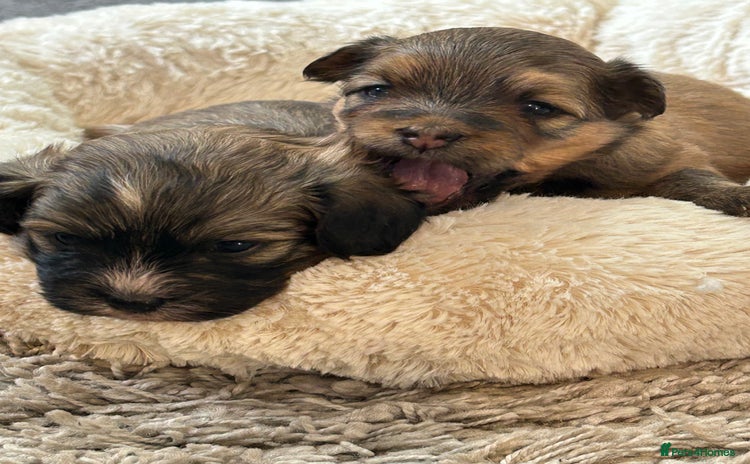 Havanese dogs - Advert 2