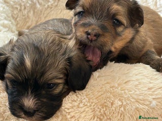 Havanese dogs - Advert 1