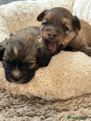 Havanese dogs - Advert 2