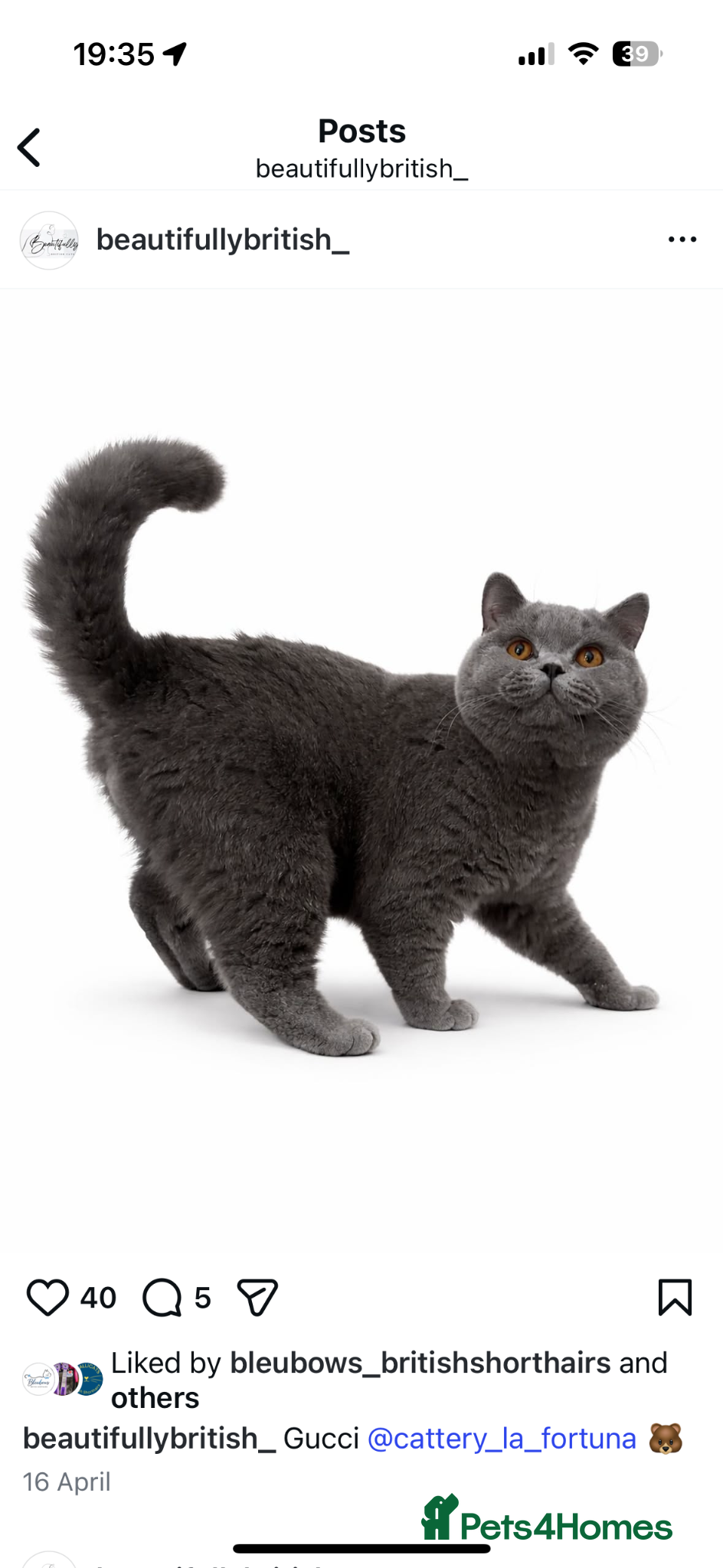 British Longhair cats for sale: British Longhair kittens - Advert 11