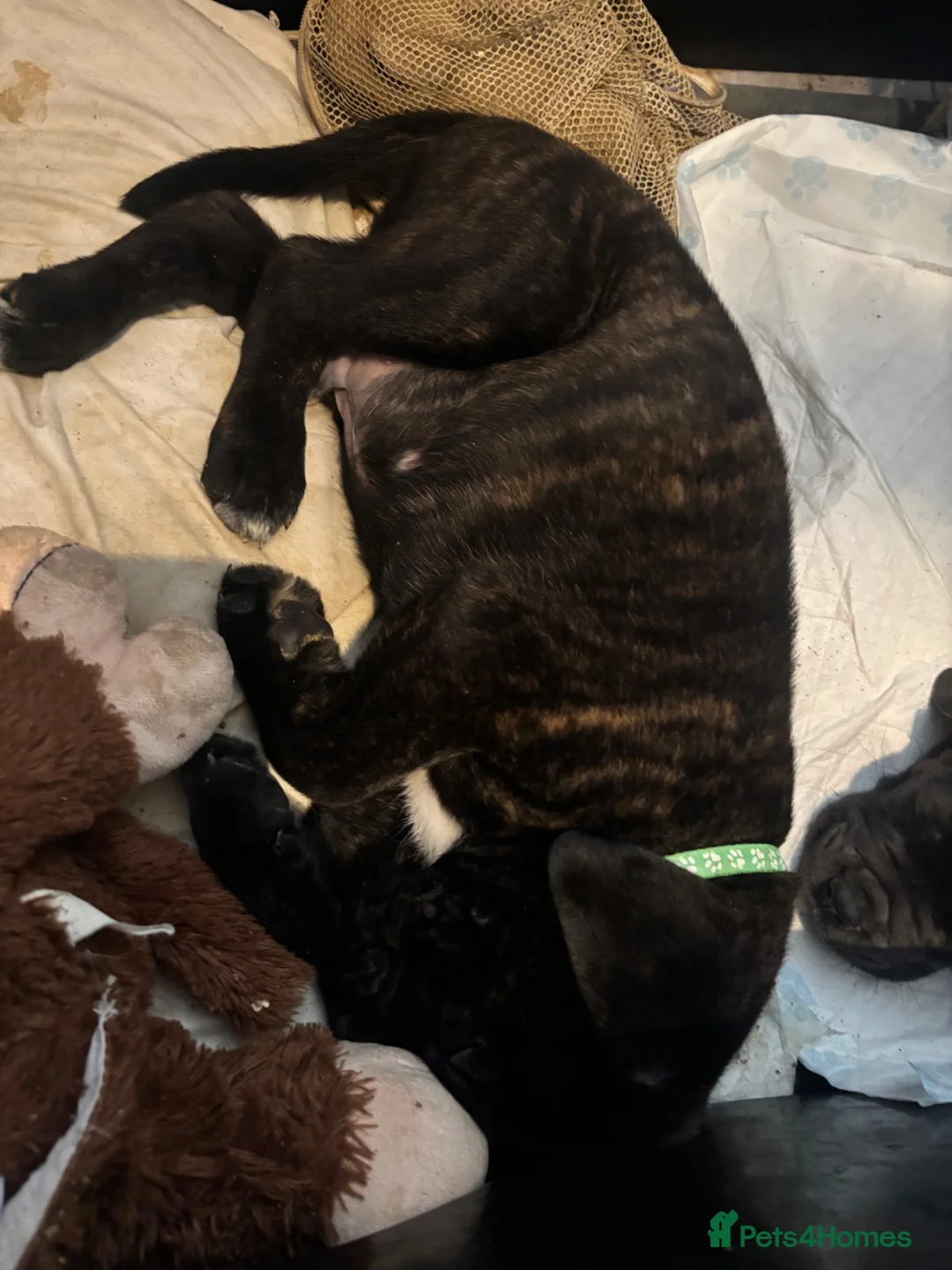 Cane Corso dogs for sale: Beautiful Cane Corso puppies Ready NOW - Advert 14