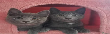 Russian Blue 1