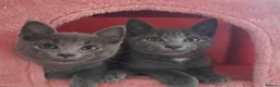 Russian Blue cats for sale: Russian Blue Kitten Available in London - Advert 2