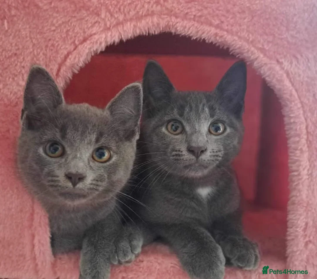 Russian Blue cats for sale: Russian Blue Kitten Available in London - Advert 2